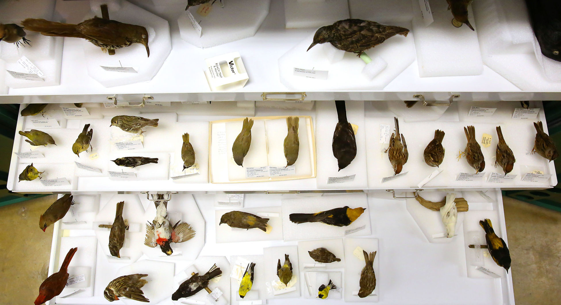 Off Limits: Putnam Museum